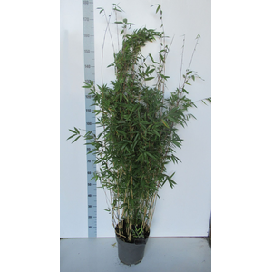 Fargesia 'Obelisk' ® - P27