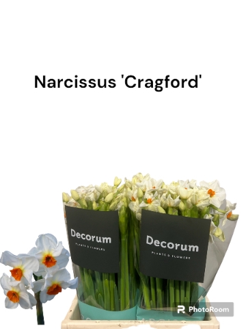 <h4>Narcissus Cragford 566</h4>