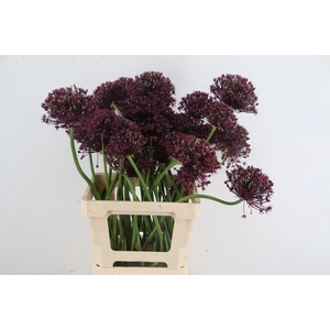 ALLIUM  MIAMI