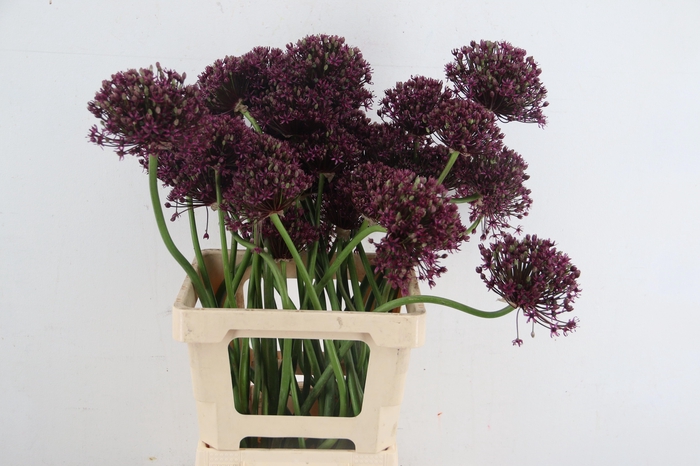<h4>ALLIUM MIAMI</h4>