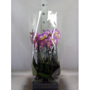 Phalaenopsis  'Ant Split'
