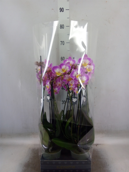 <h4>Phalaenopsis  'Ant Split'</h4>