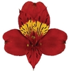ALSTROEMERIA HOT PEPPER 080 CM