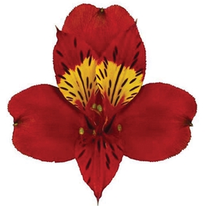 ALSTROEMERIA HOT PEPPER 080 CM