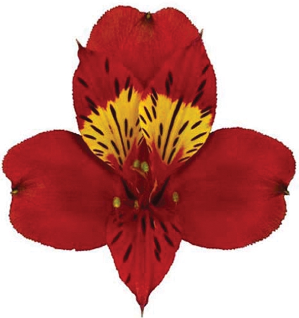 <h4>ALSTROEMERIA HOT PEPPER 080 CM</h4>