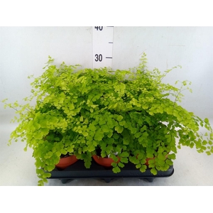 Adiantum raddi. 'Fragrans'