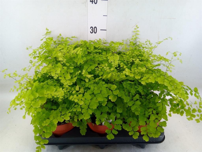 <h4>Adiantum raddi. 'Fragrans'</h4>