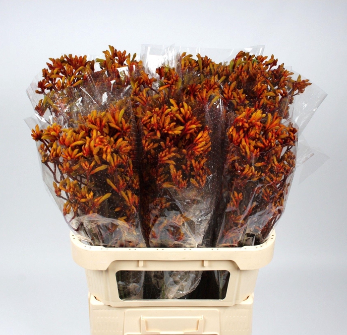 <h4>ANIGOZ GOLD FEVER</h4>