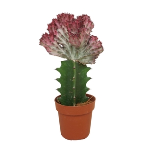 Euphorbia lactea