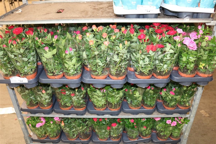 <h4>Rosa Mixkar A2</h4>