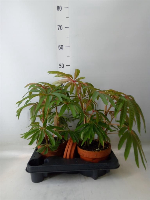 <h4>Begonia BD ...</h4>