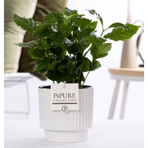 Coffea Arabica in P&PURE Ivy ceramics shiny white