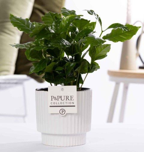 <h4>Coffea Arabica in P&PURE Ivy ceramics shiny white</h4>