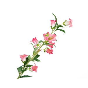 Campanula Pink Dark