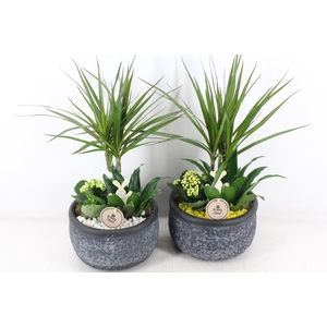 arr2 PL - Ker. barok green dracena - geel/wit