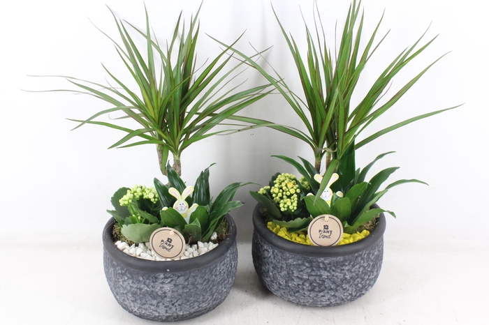 <h4>arr2 PL - Ker. barok green dracena - geel/wit</h4>