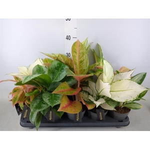 Aglaonema   ...