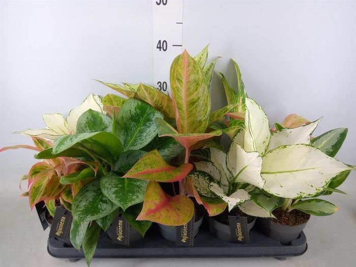 <h4>Aglaonema   ...</h4>