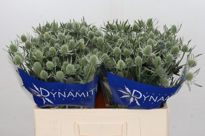 Eryngium Silver Dynamite