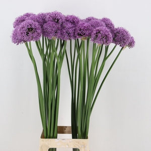 ALLIUM GLADIATOR