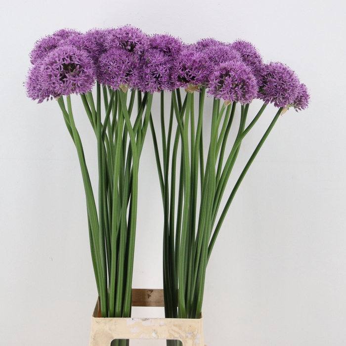 <h4>ALLIUM GLADIATOR</h4>