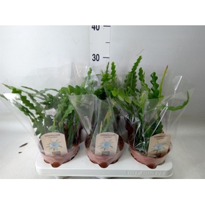 Epiphyllum anguliger