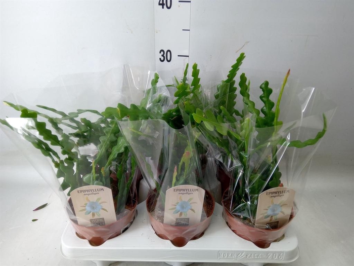 <h4>Epiphyllum anguliger</h4>