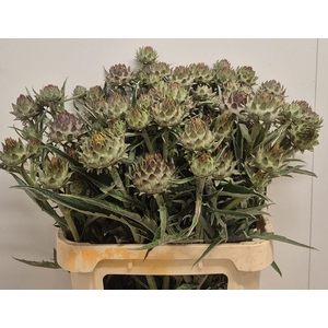 Cynara Cardunculus