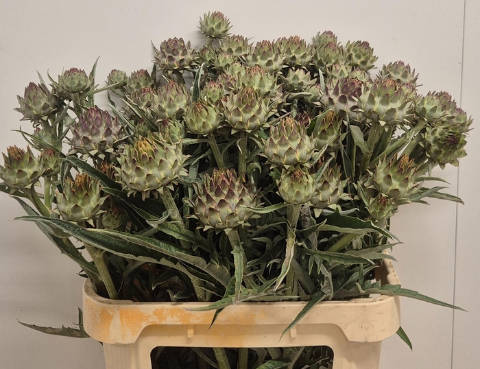 <h4>Cynara Cardunculus</h4>