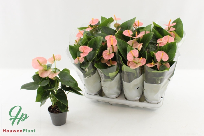 <h4>ANTHU AN SPIRIT</h4>