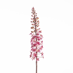 Af Eucomis Spray L87cm Beauty