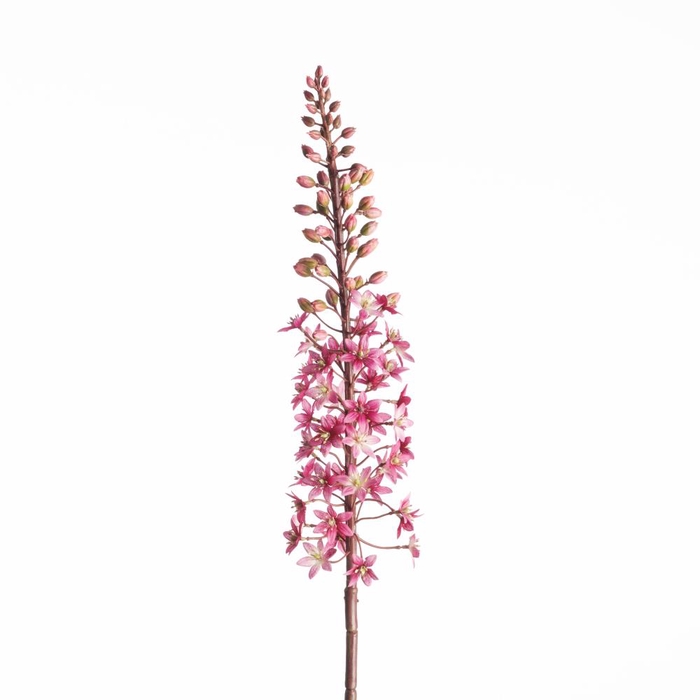 AF Eucomis Spray L87cm Beauty