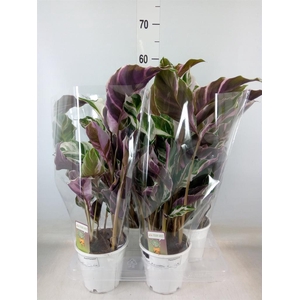 Calathea  'Fusion White'