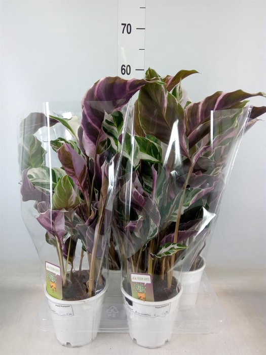 <h4>Calathea  'Fusion White'</h4>