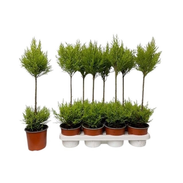 <h4>Cupressus Goldcrest Wilma - duobol</h4>