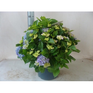 Hydrangea mac.