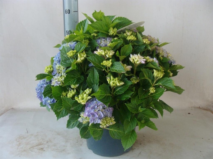 <h4>Hydrangea mac.</h4>