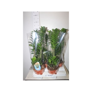 Zamioculcas Zenzi 4-5+