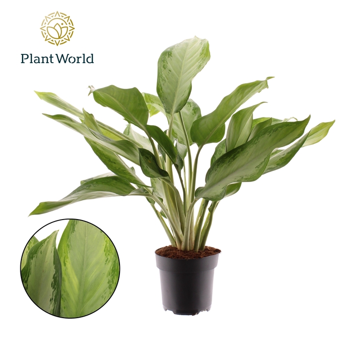 <h4>Aglaonema Cleopatra</h4>