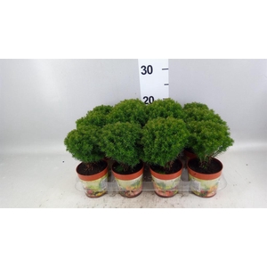 Thuja occid. 'Teddy'