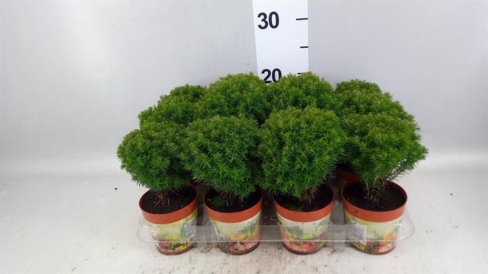 Thuja occid. 'Teddy'