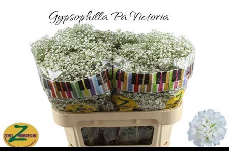 <h4>Gyps Pa Whi Victoria</h4>