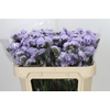 Limonium Sinuatum Blue Wings