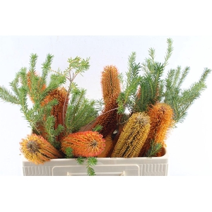 Banksia Ericifolia