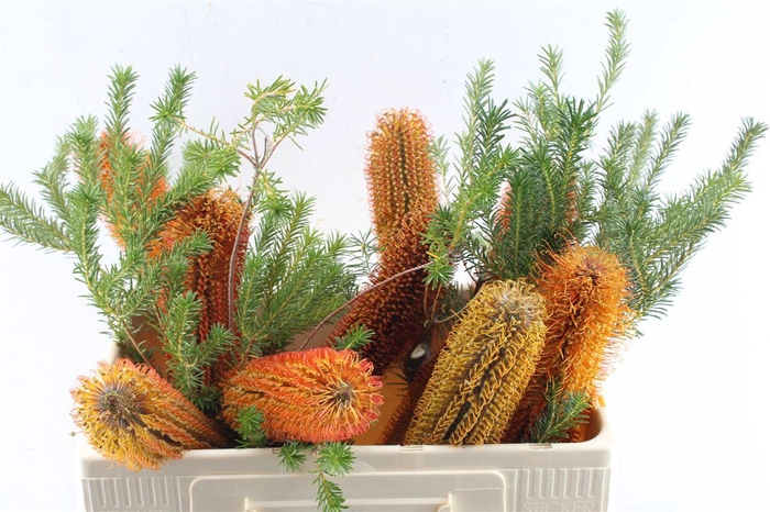 <h4>Banksia Ericifolia</h4>