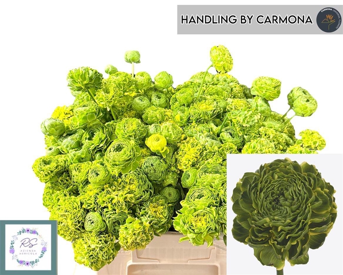 Ran Pon Pon Peterpan