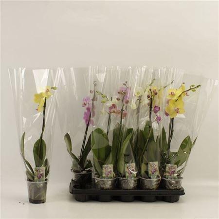<h4>Phal Gem 1 Tak</h4>
