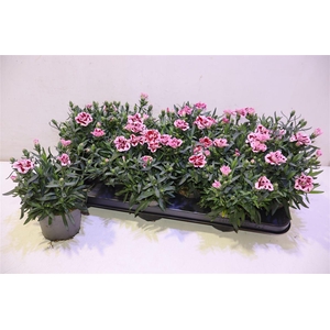 arr8 Dian Osc Pink Purple