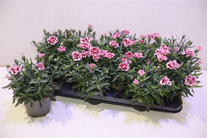 <h4>arr8 Dian Osc Pink Purple</h4>