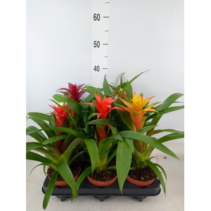 Guzmania   ...mix